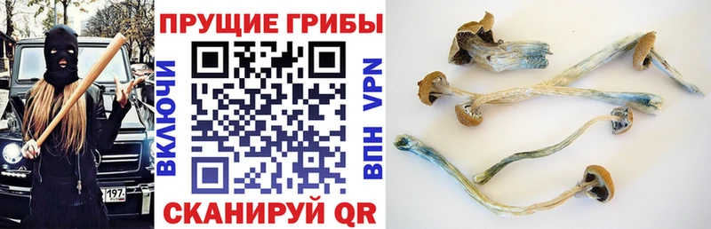 Галлюциногенные грибы MAGIC MUSHROOMS Боровск